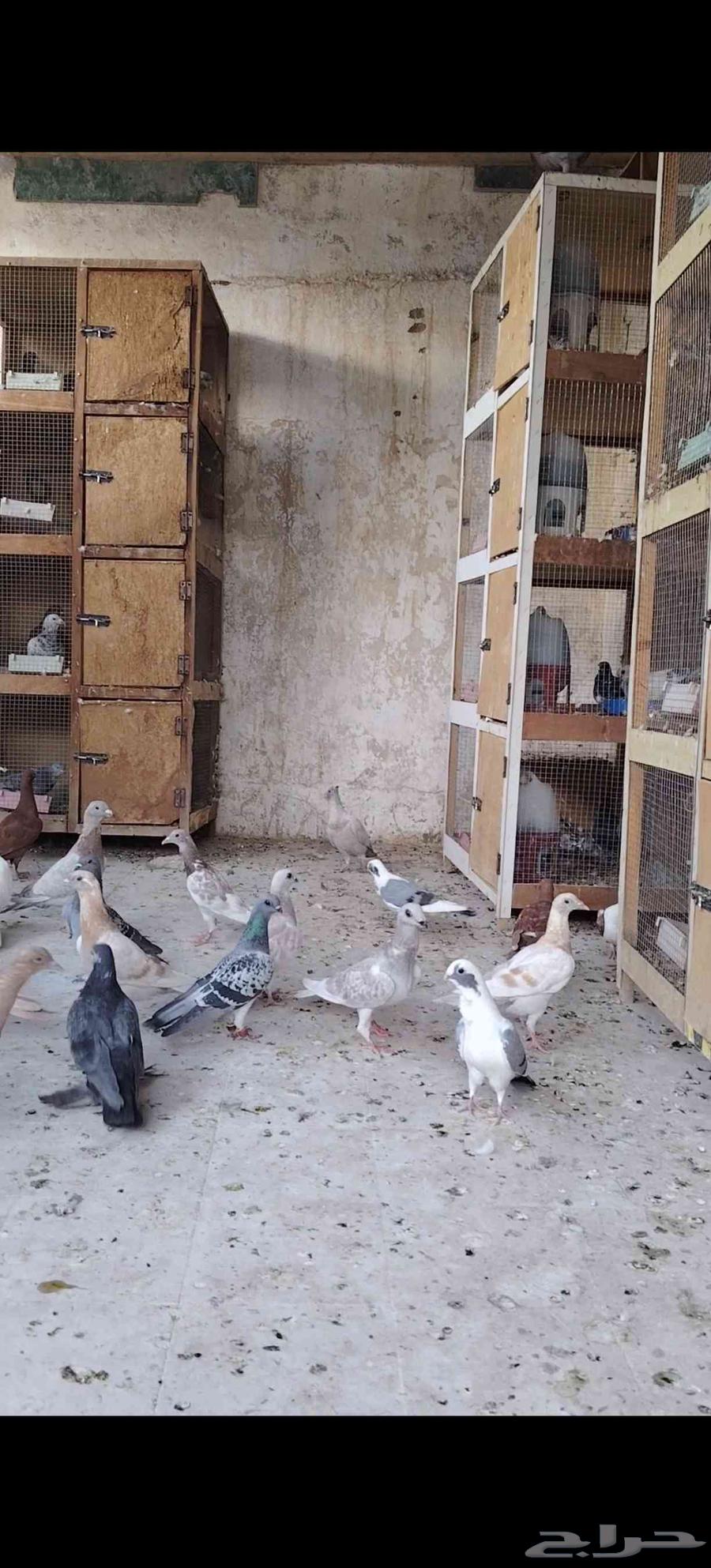 حمام كش للبيع64516003159683110