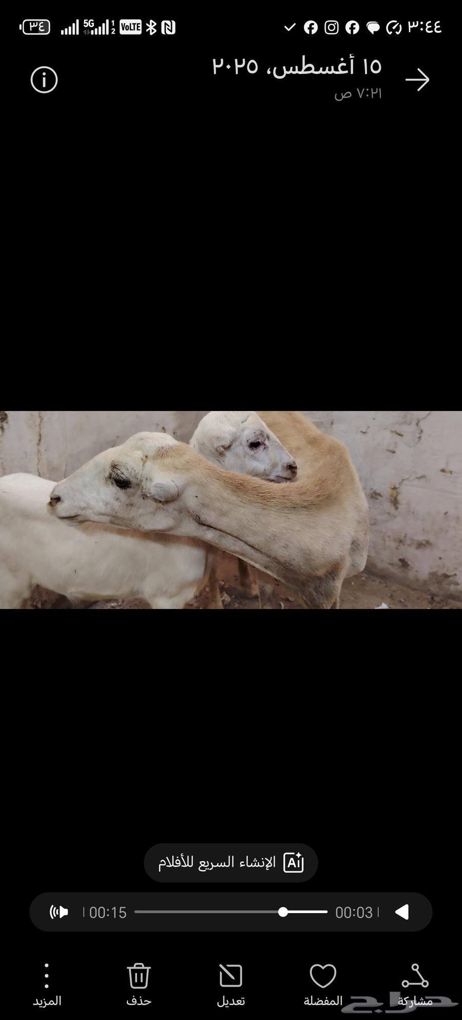 ضأن منتوج للبيع64511619047170110