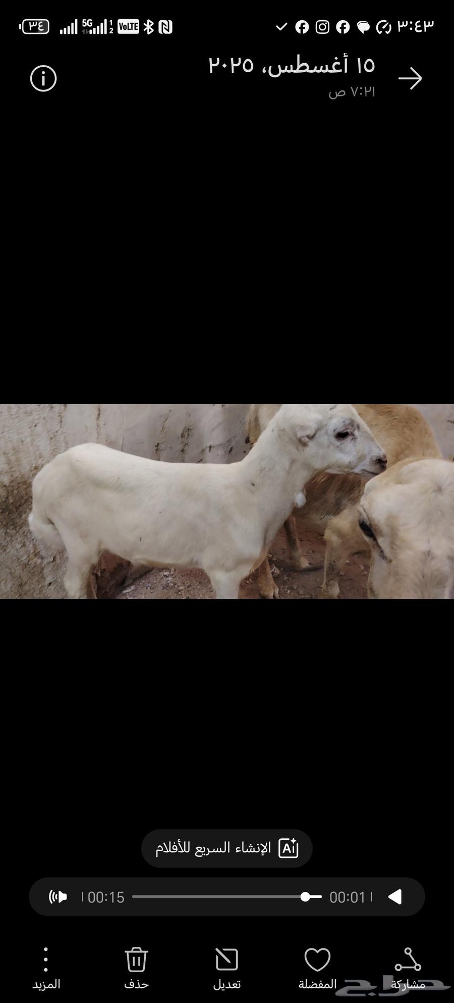 ضأن منتوج للبيع64511619047170113