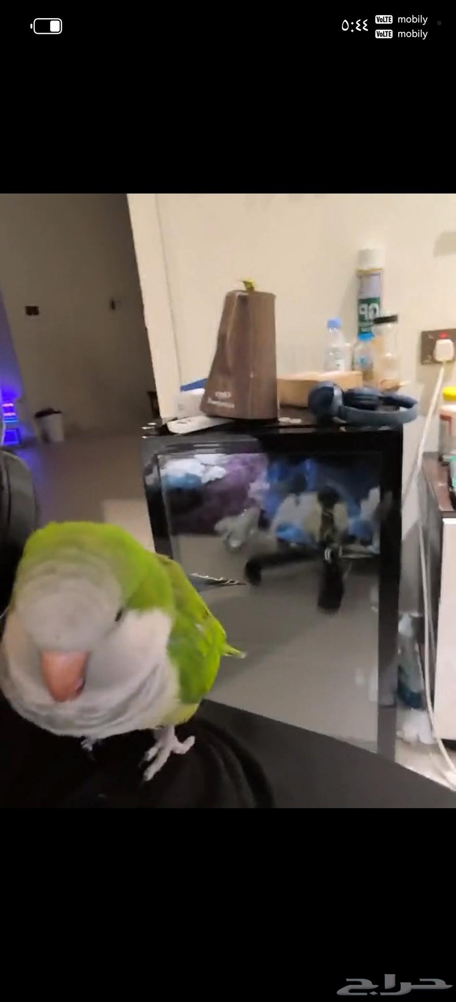 Pet Quaker threatened64515695550465110