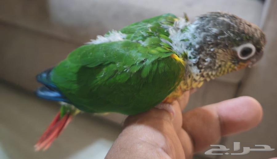 فرخ كنيور يلوسايد64513527268993113