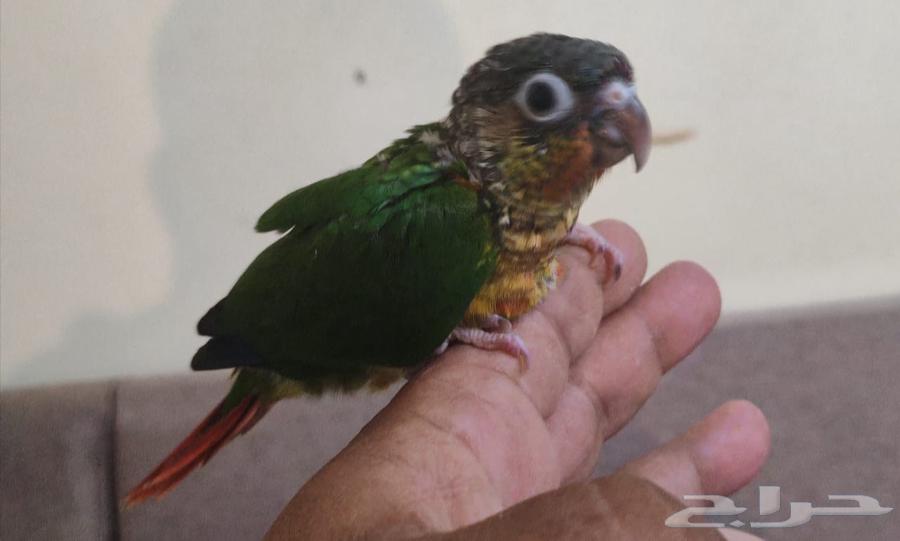 فرخ كنيور يلوسايد64513527268993111