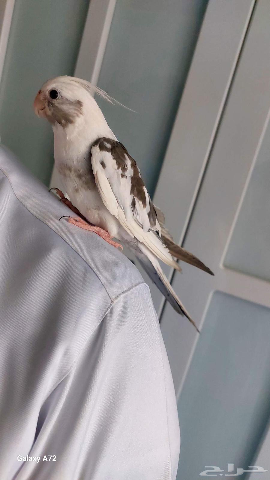 Tame crow mentioned, has a pet pigeon and talks64512176093570112