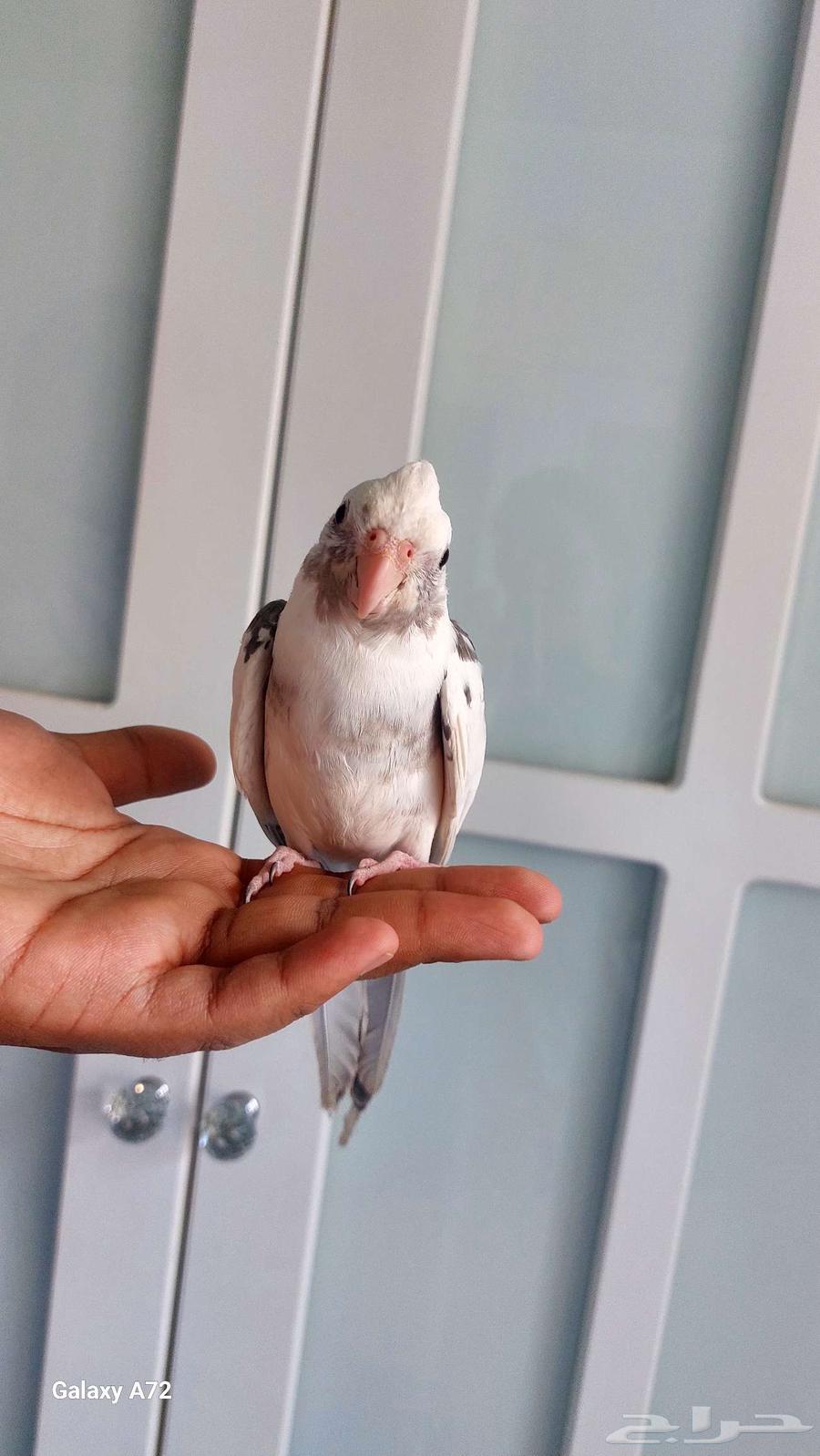 Tame crow mentioned, has a pet pigeon and talks64512176093570111