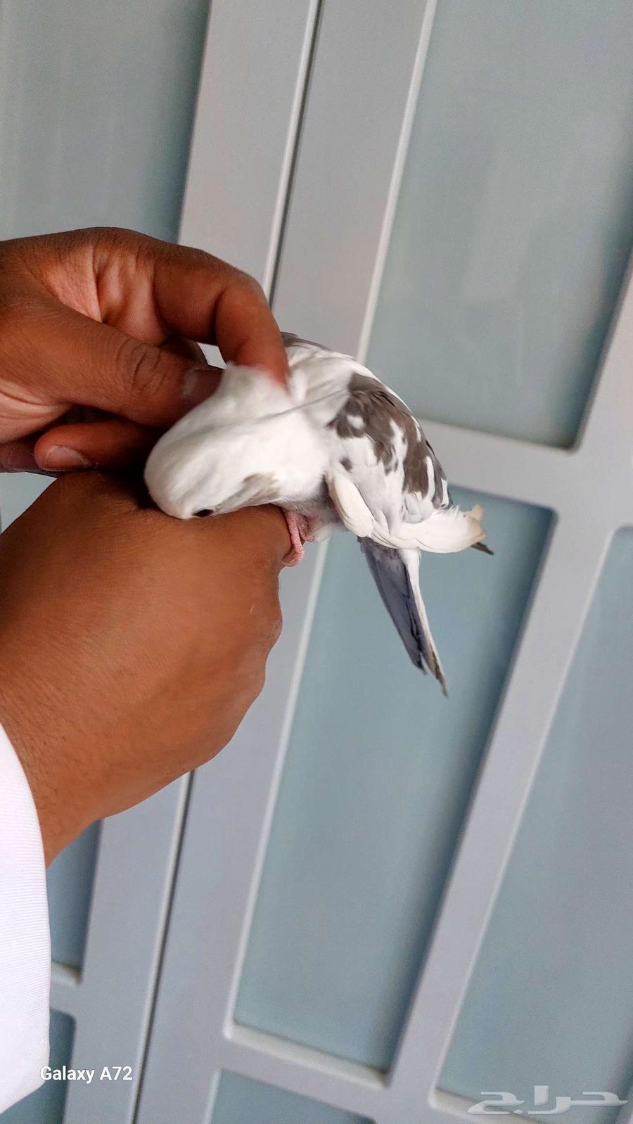 Tame crow mentioned, has a pet pigeon and talks64512176093570110