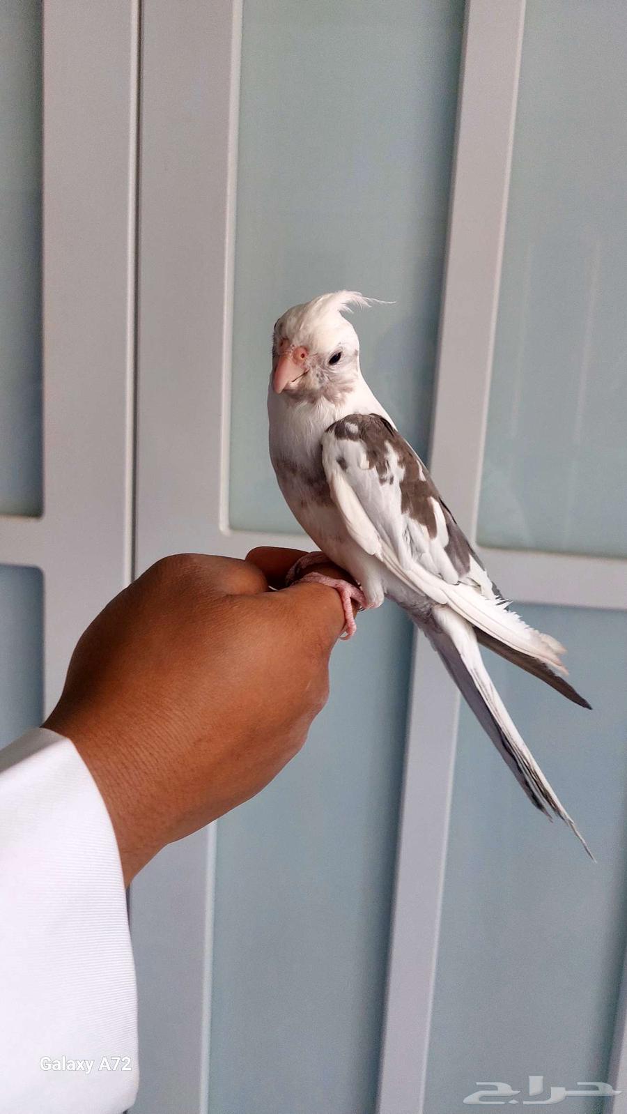 Tame crow mentioned, has a pet pigeon and talks64512176093570113