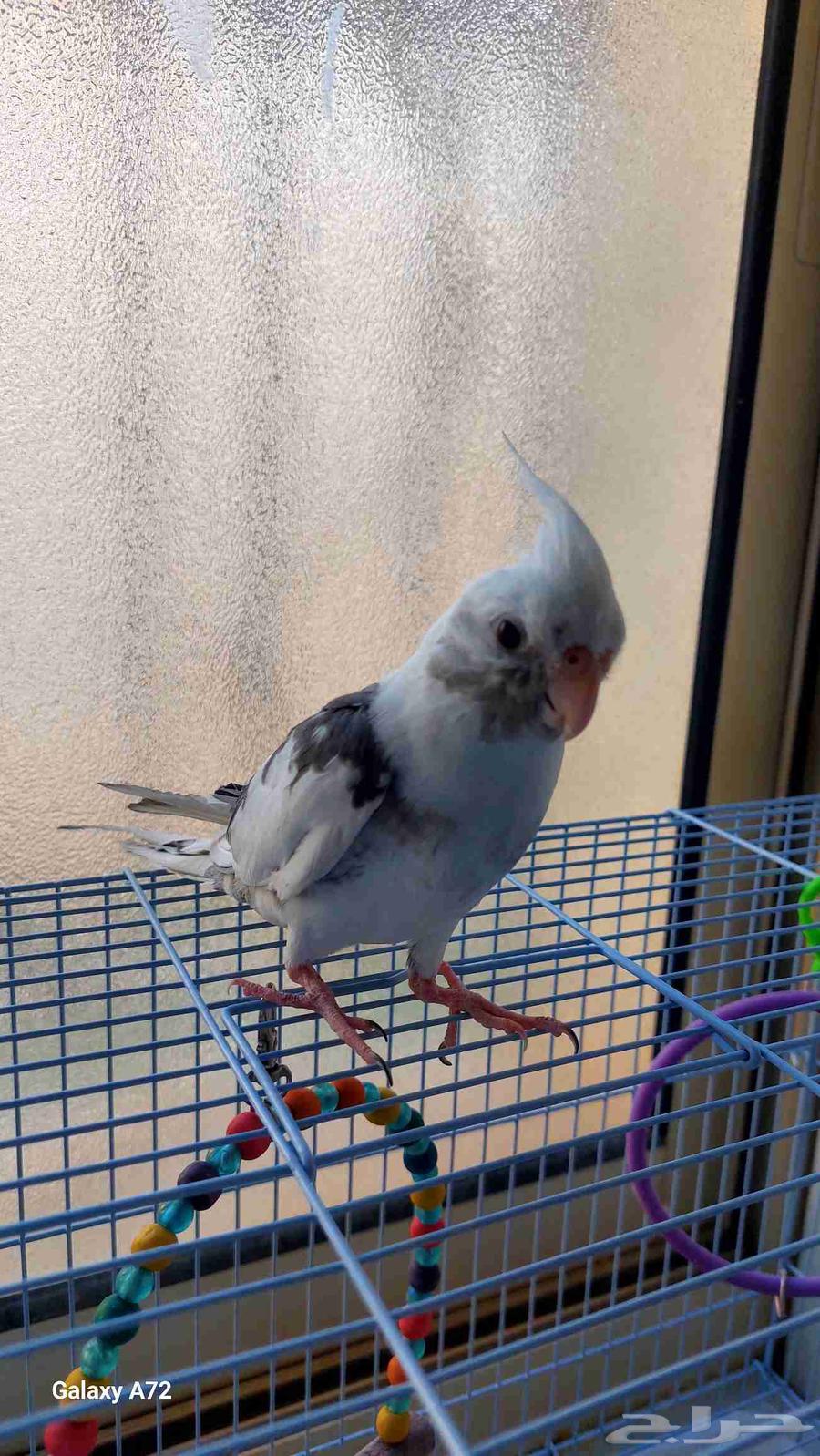 Tame crow mentioned, has a pet pigeon and talks64512176093570114