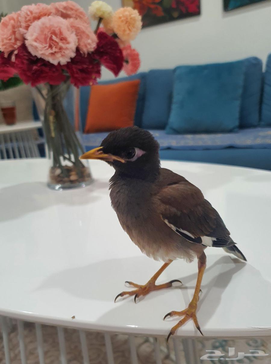 Mina (Jasmine) - Very Calm and Tame Inside and Outside the House64512511305347110