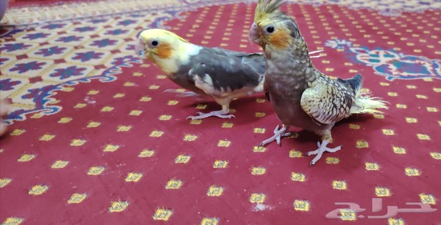 Crowing Chicks64518148780034112