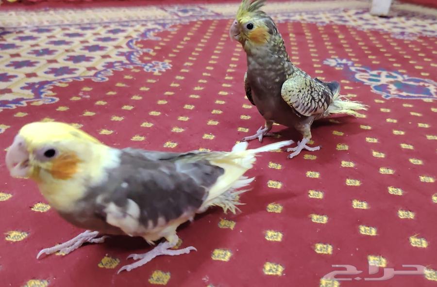 Crowing Chicks64518148780034111