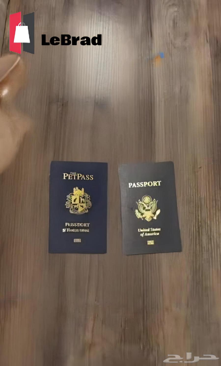 قط ذكر منشكن ابسولو NY11 نوادر64406513808642111