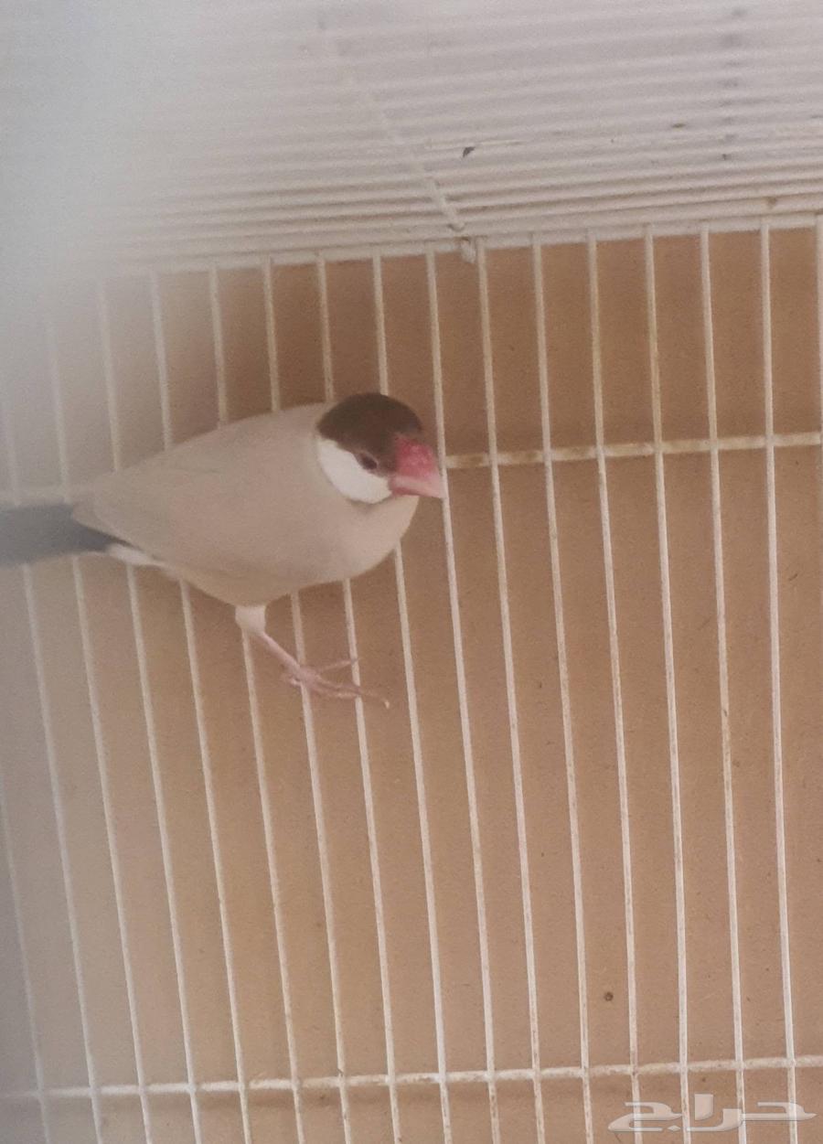 Java Cashew64513368711043114