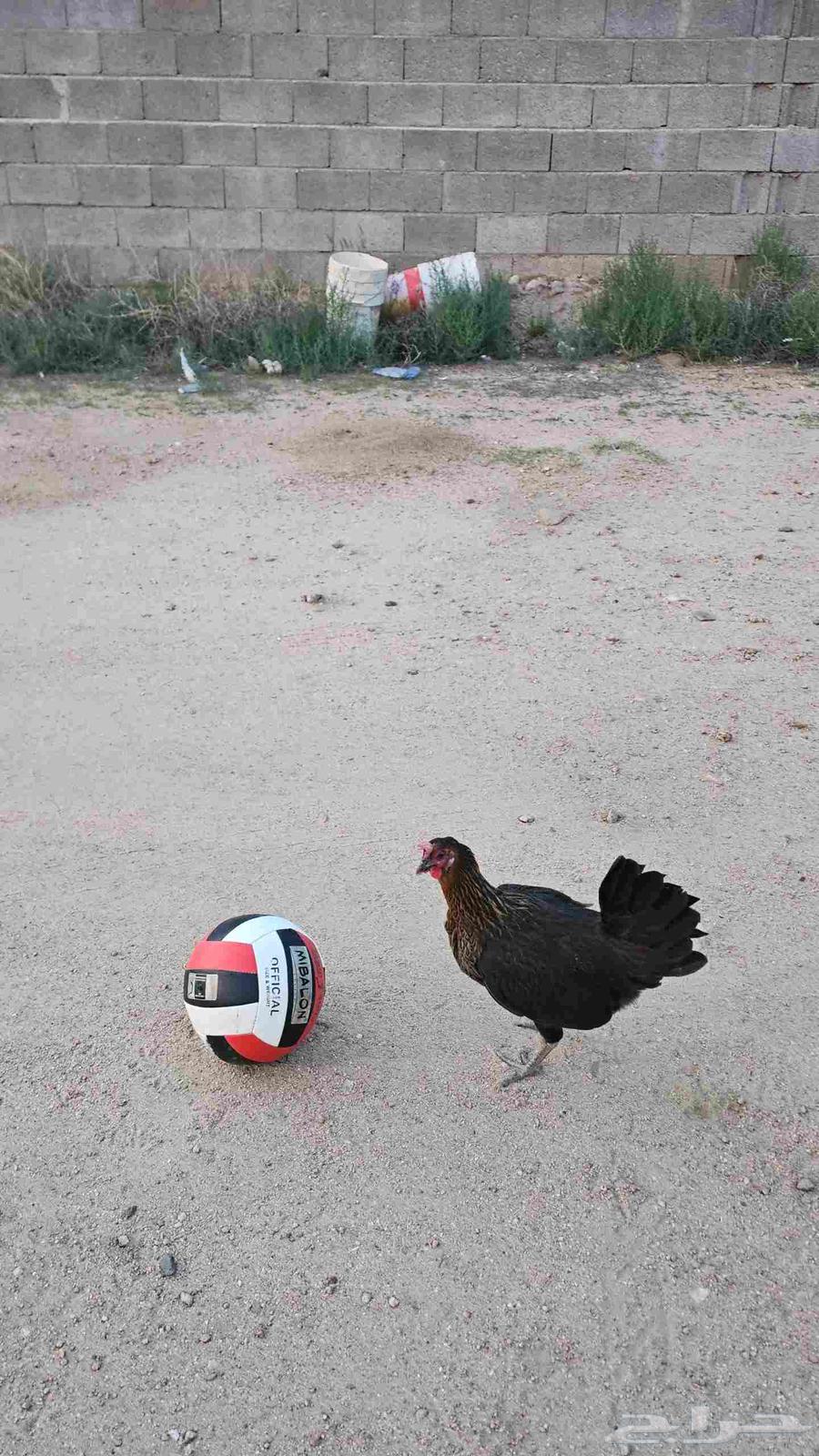 دجاجه عربيه اصيل64512719810177110