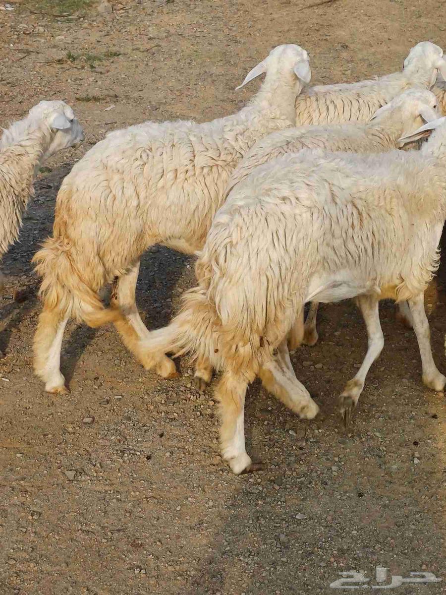 19 free-range chickens, age classification from 6 to 7 months approximately, clean halal64515375190786110