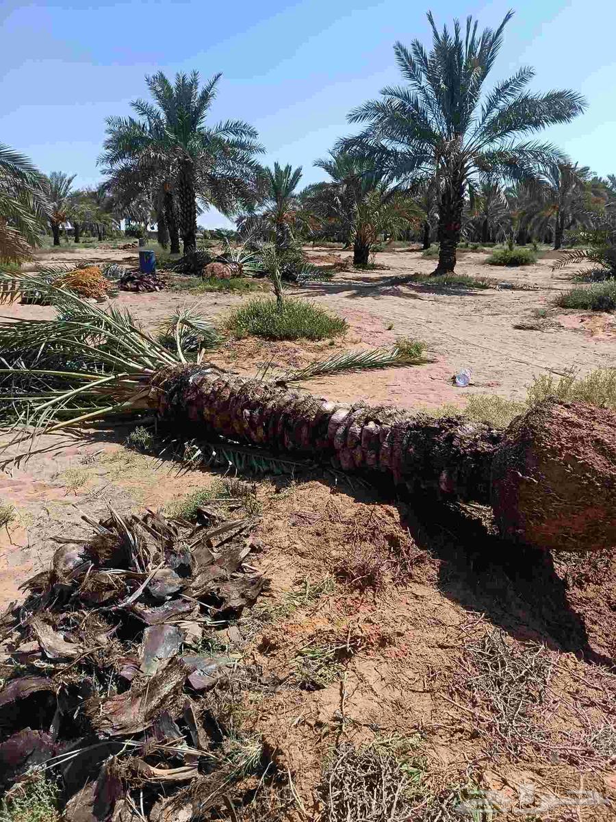 نخل مثمر للبيع نخيل القصيم بريده عنيزه الرس البدايع64513935479682113