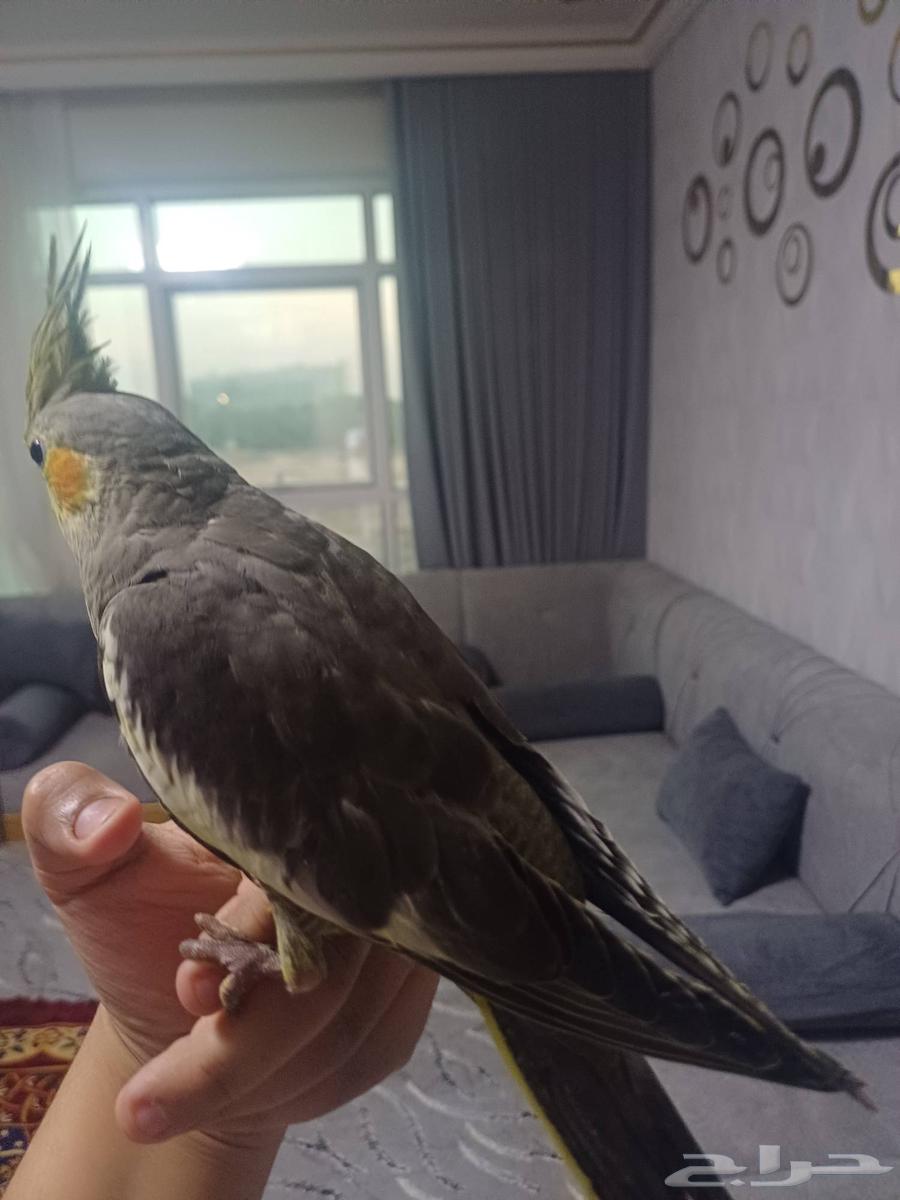 اثنين كروان باكستاني64516086620802111