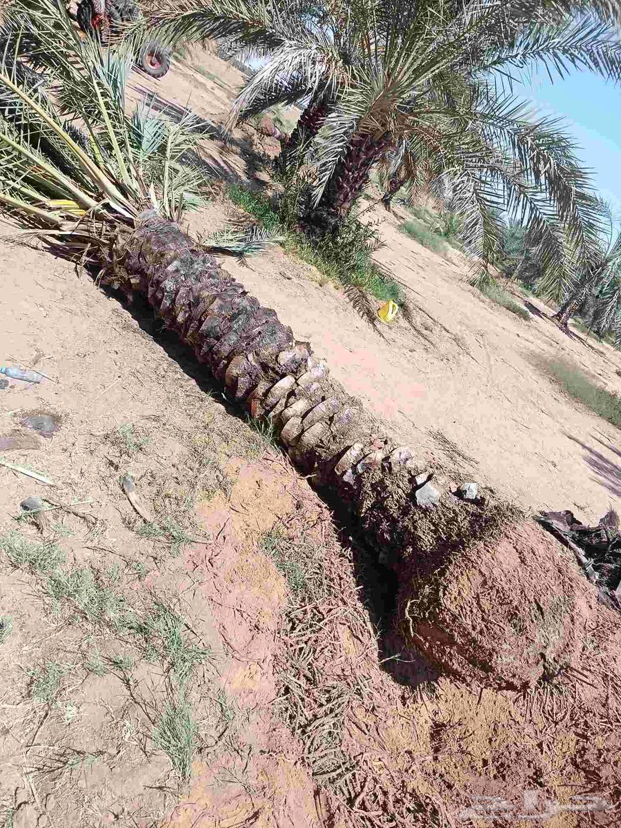 نخل مثمر للبيع نخيل القصيم بريده عنيزه الرس البدايع64513935479682114