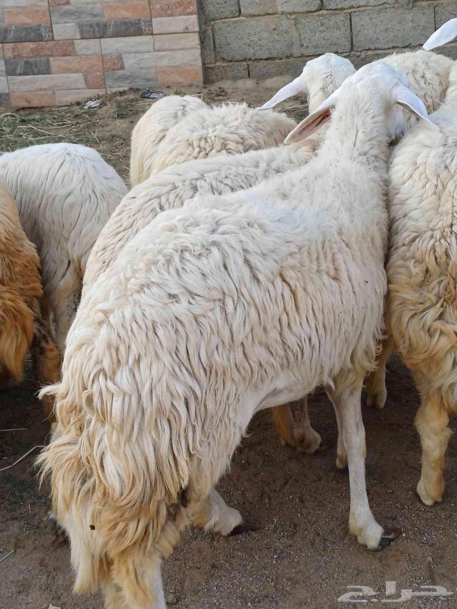 19 free-range chickens, age classification from 6 to 7 months approximately, clean halal64515375190786113