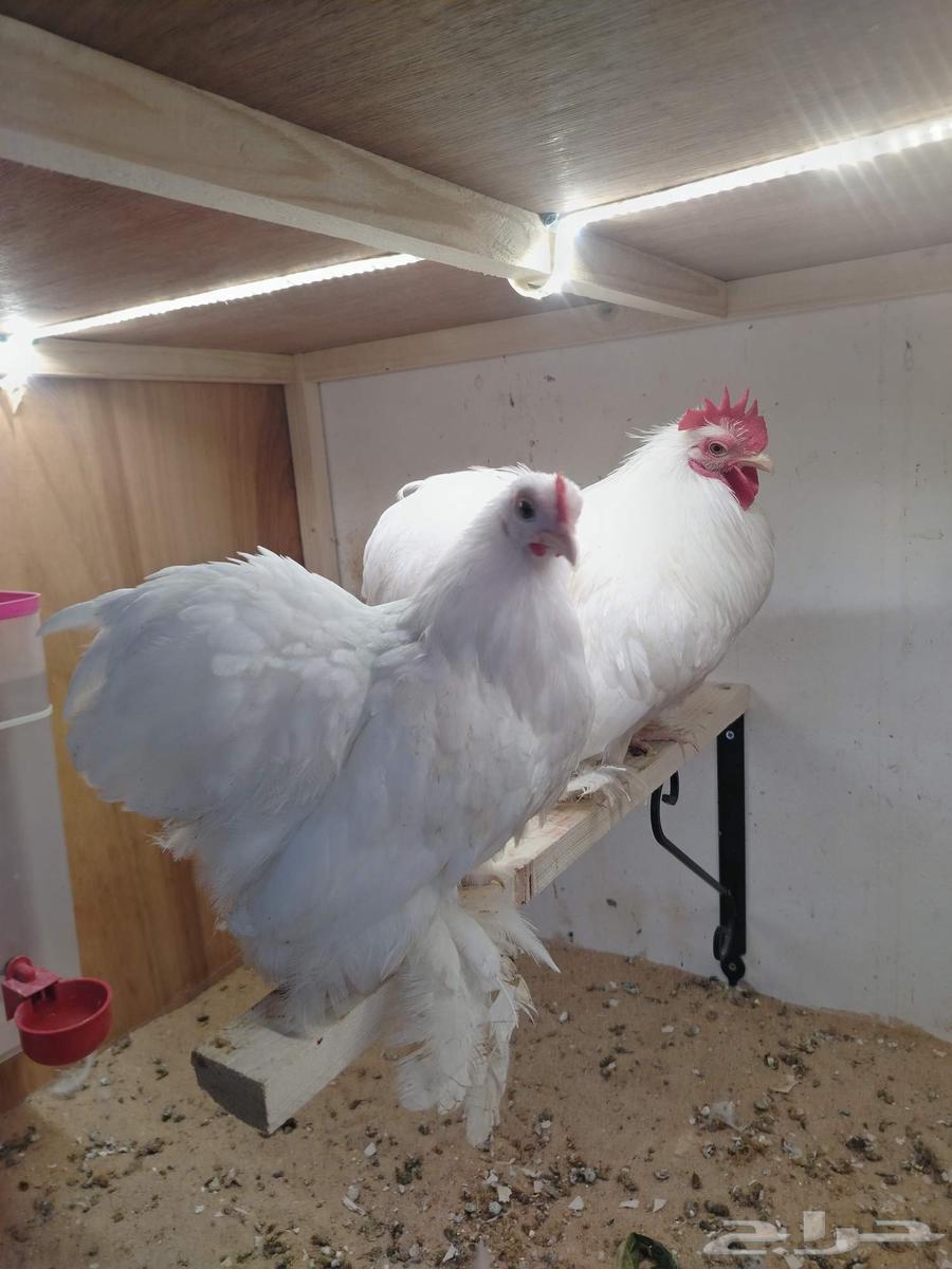 Kushan64514858860163110