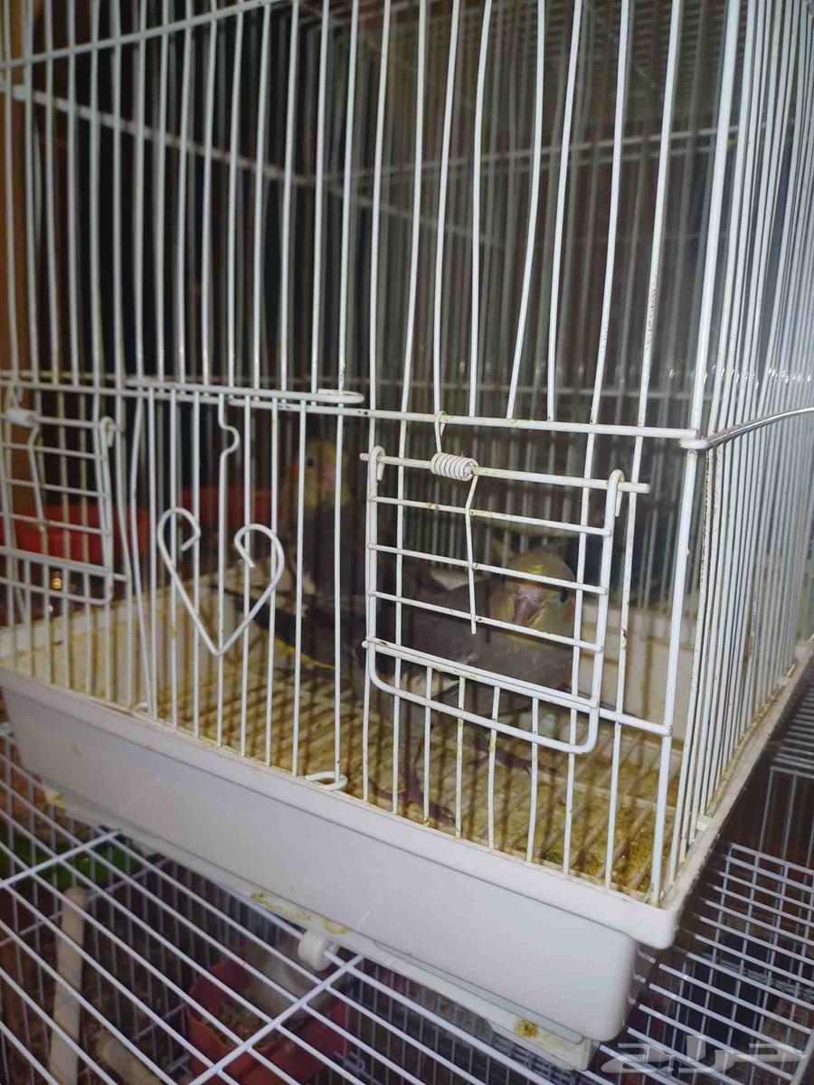 اثنين كروان باكستاني64516086620802114