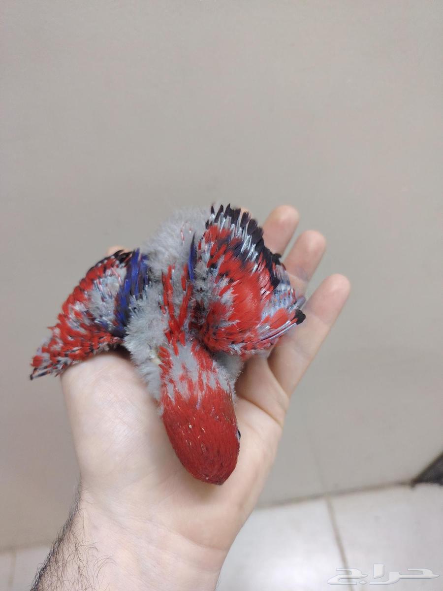 Red Lorikeet Chick ((Sold))64514486034179111