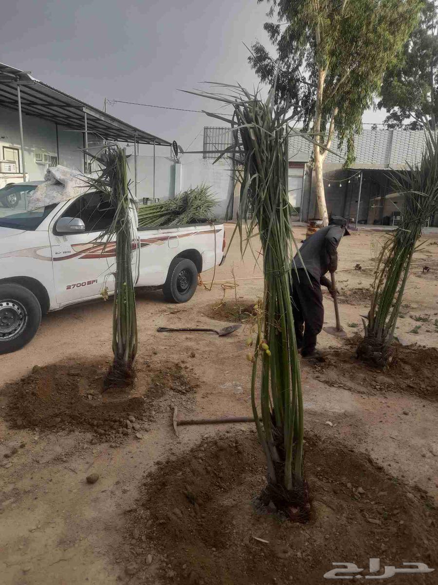 Jathayth for sale on request in Riyadh and surrounding areas64515905921793112