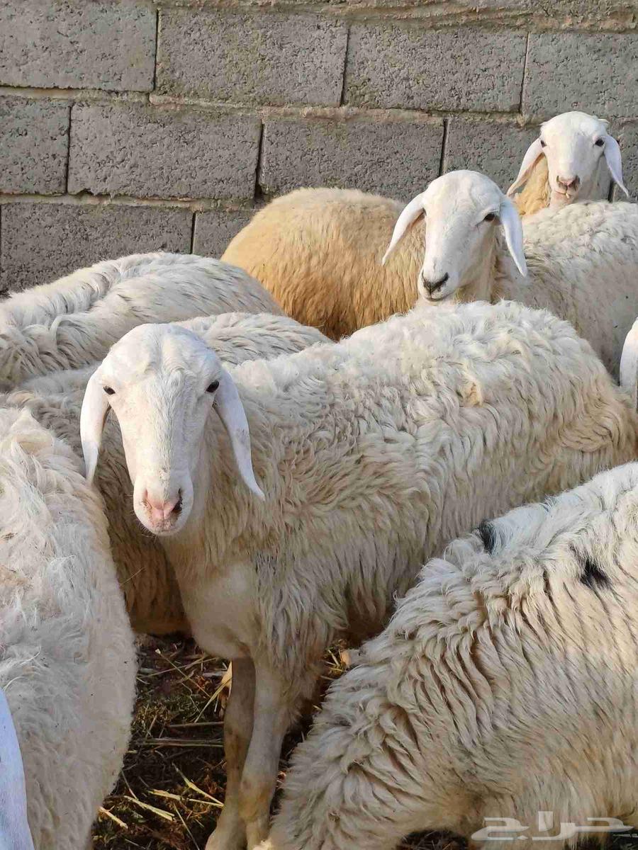 19 free-range chickens, age classification from 6 to 7 months approximately, clean halal64515375190786112