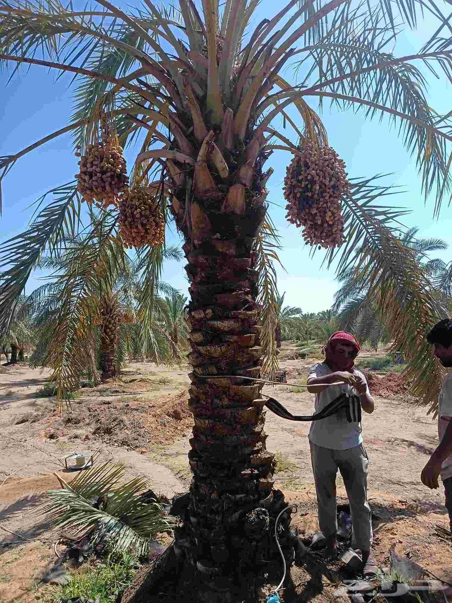 نخل مثمر للبيع نخيل القصيم بريده عنيزه الرس البدايع64513935479682112