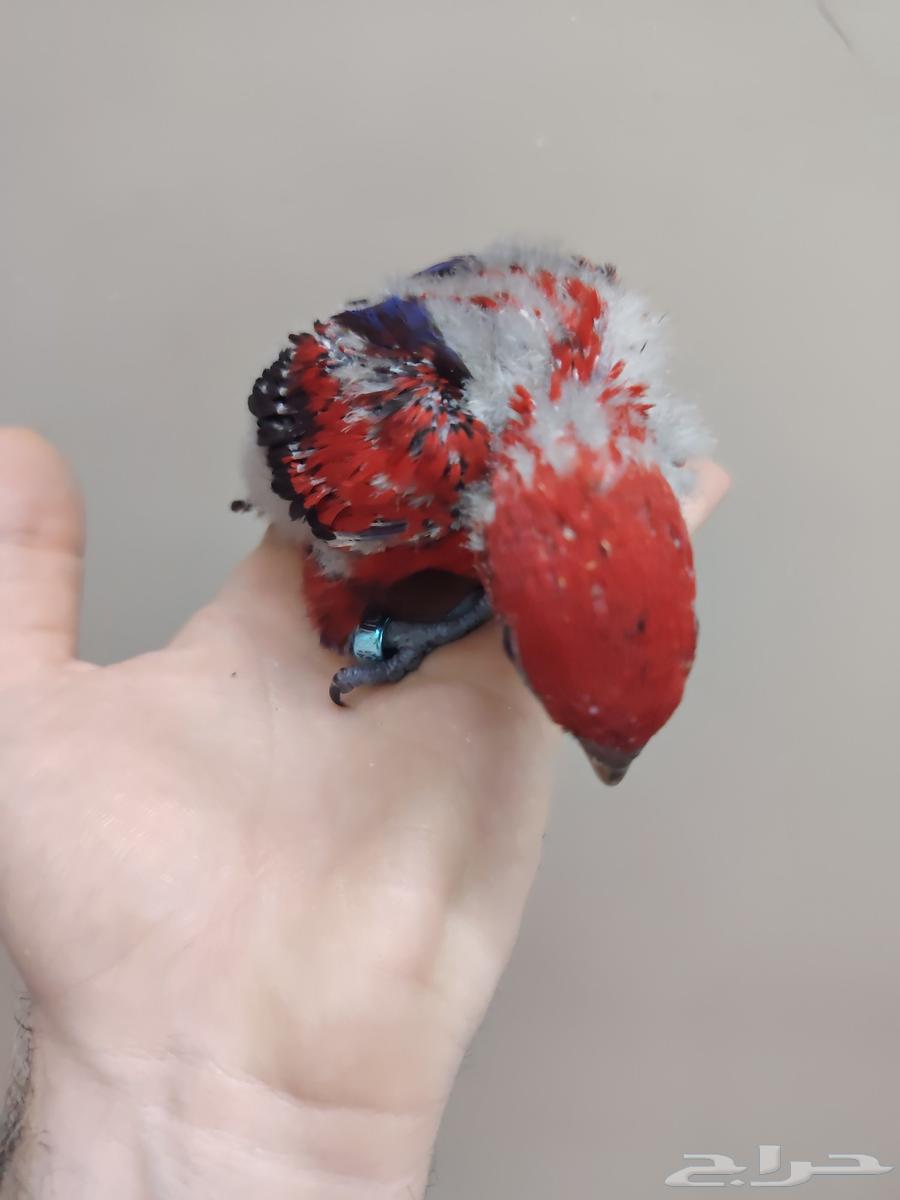 Red Lorikeet Chick ((Sold))64514486034179112