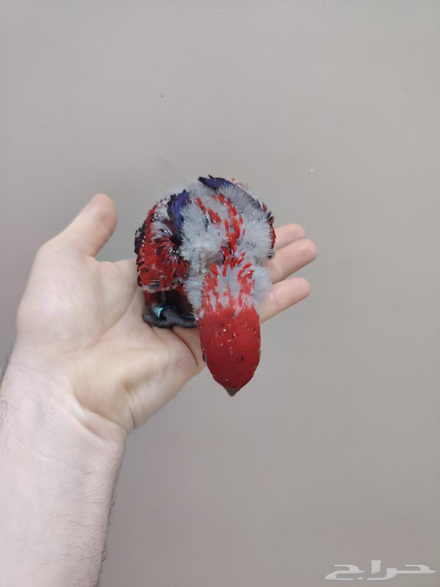 Red Lorikeet Chick ((Sold))64514486034179113