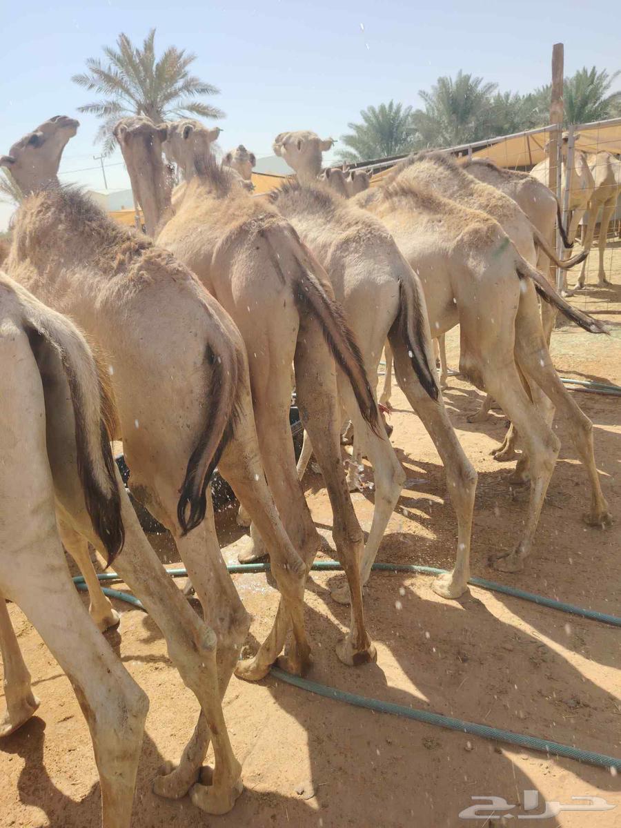 قعدان صومالية مفاريد للبيع تفريد وجملة افضل الاسعار64516907644674111