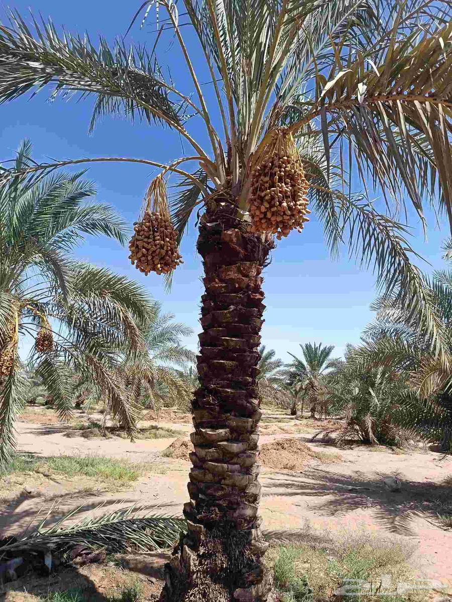 نخل مثمر للبيع نخيل القصيم بريده عنيزه الرس البدايع64513935479682111