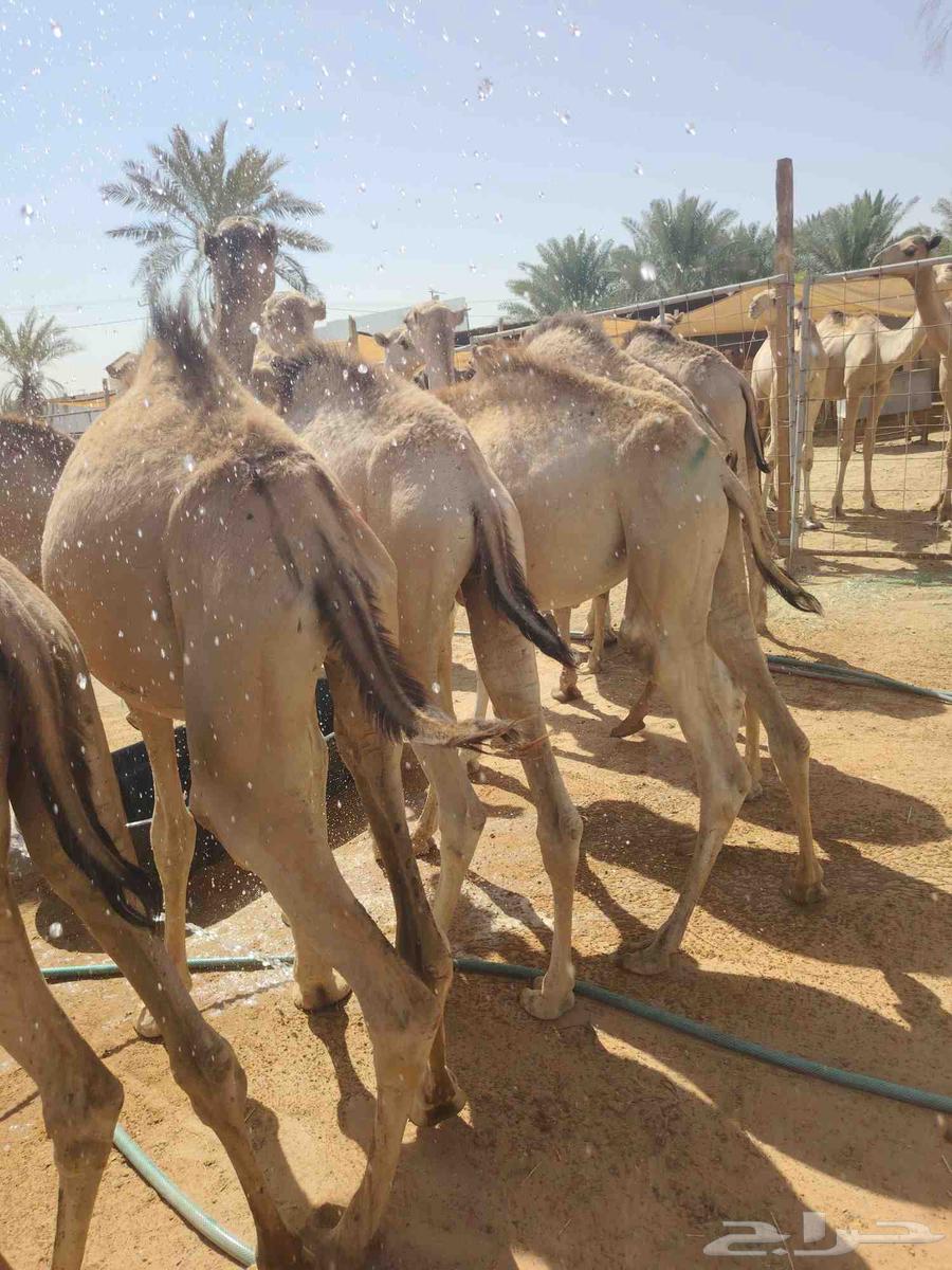 قعدان صومالية مفاريد للبيع تفريد وجملة افضل الاسعار64516907644674110