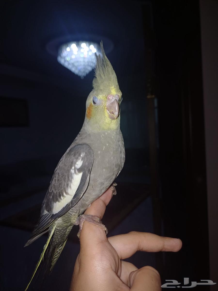 اثنين كروان باكستاني64516086620802113