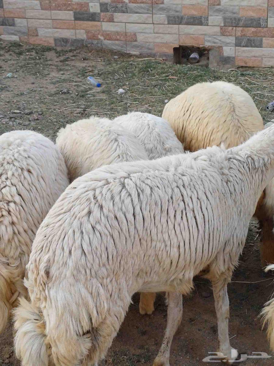 19 free-range chickens, age classification from 6 to 7 months approximately, clean halal64515375190786114