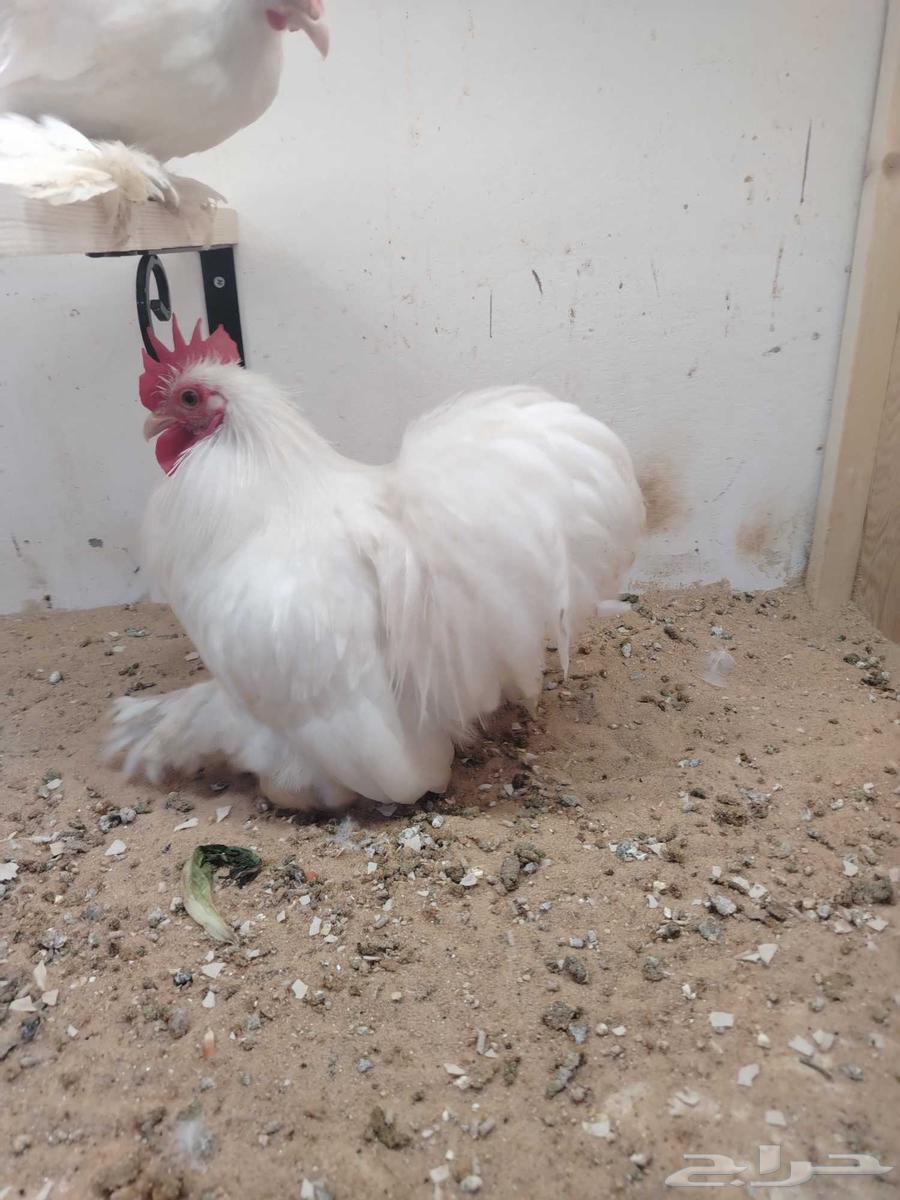 Kushan64514858860163111