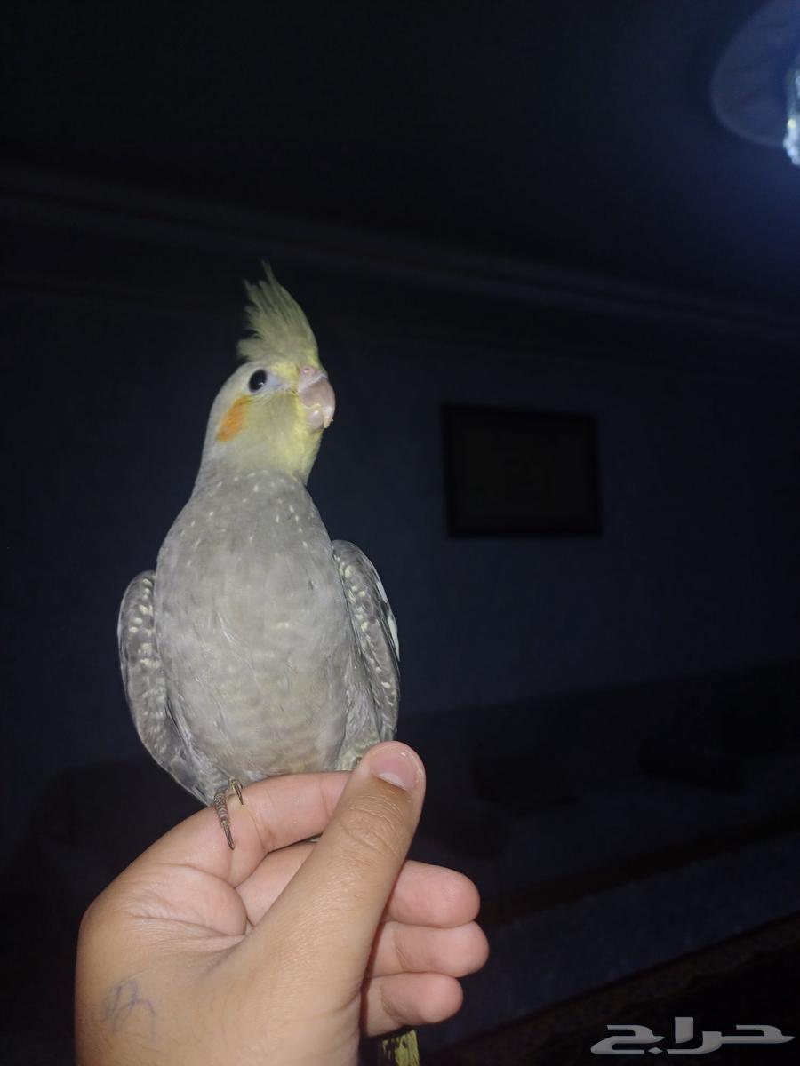 اثنين كروان باكستاني64516086620802112