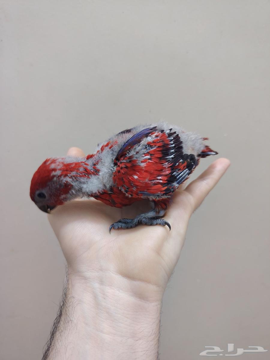 Red Lorikeet Chick ((Sold))64514486034179114