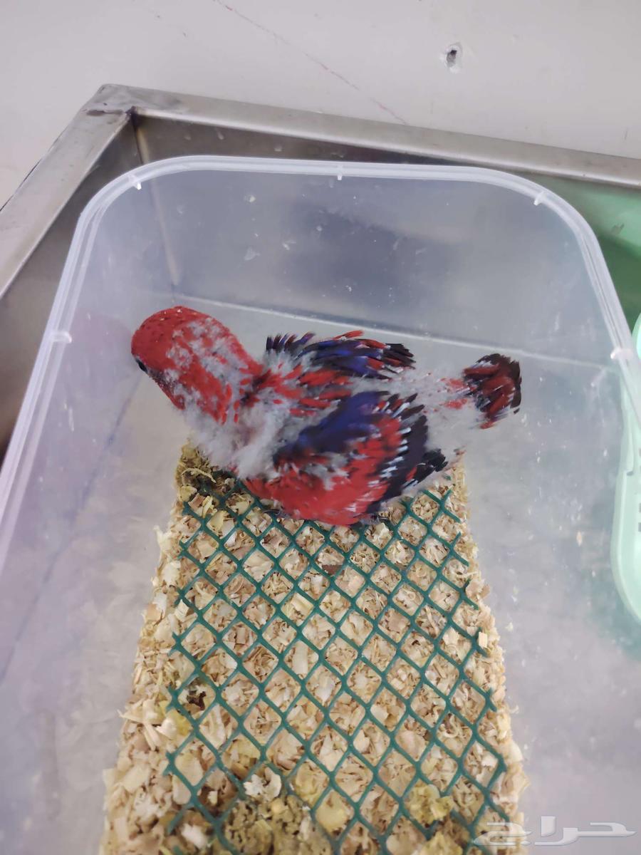 Red Lorikeet Chick ((Sold))64514486034179110