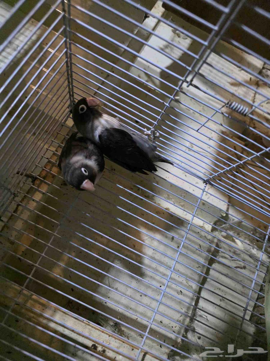 للبيع جوز فيشر64517988891651114