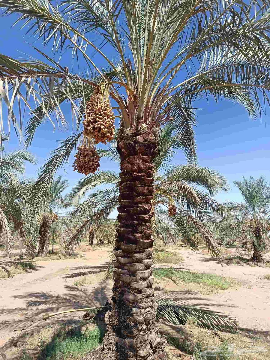 نخل مثمر للبيع نخيل القصيم بريده عنيزه الرس البدايع64513935479682110
