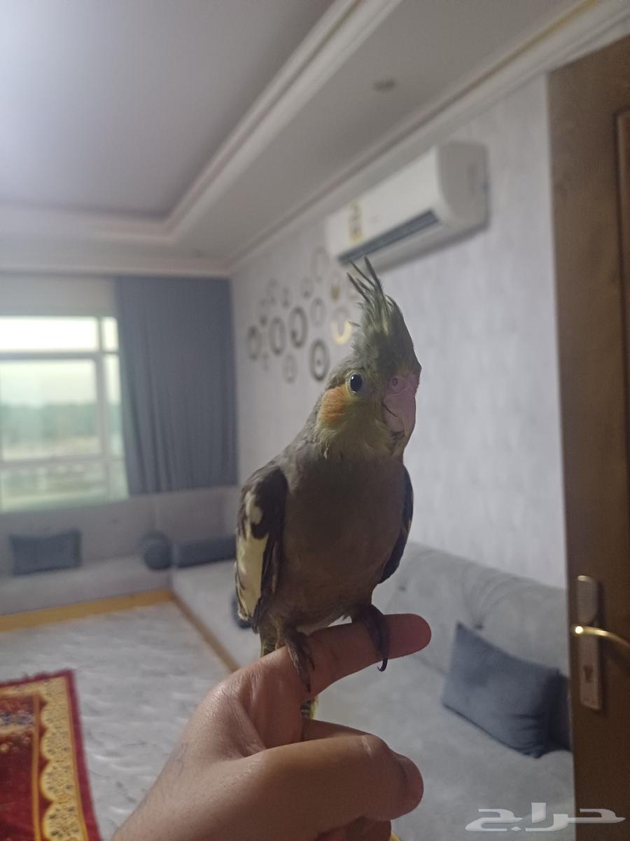 اثنين كروان باكستاني64516086620802110