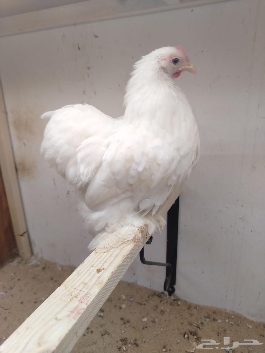 Kushan64514858860163112