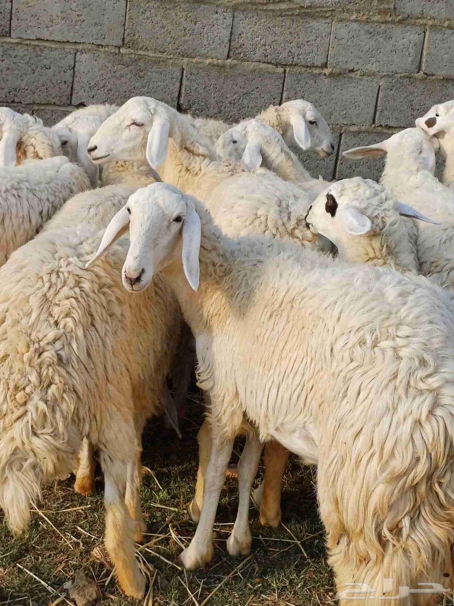 19 free-range chickens, age classification from 6 to 7 months approximately, clean halal64515375190786111