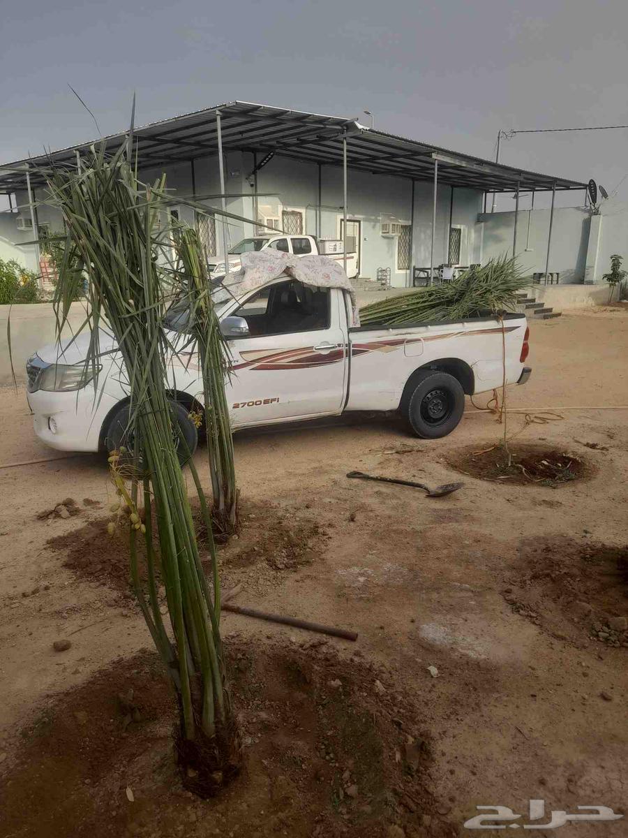 Jathayth for sale on request in Riyadh and surrounding areas64515905921793111