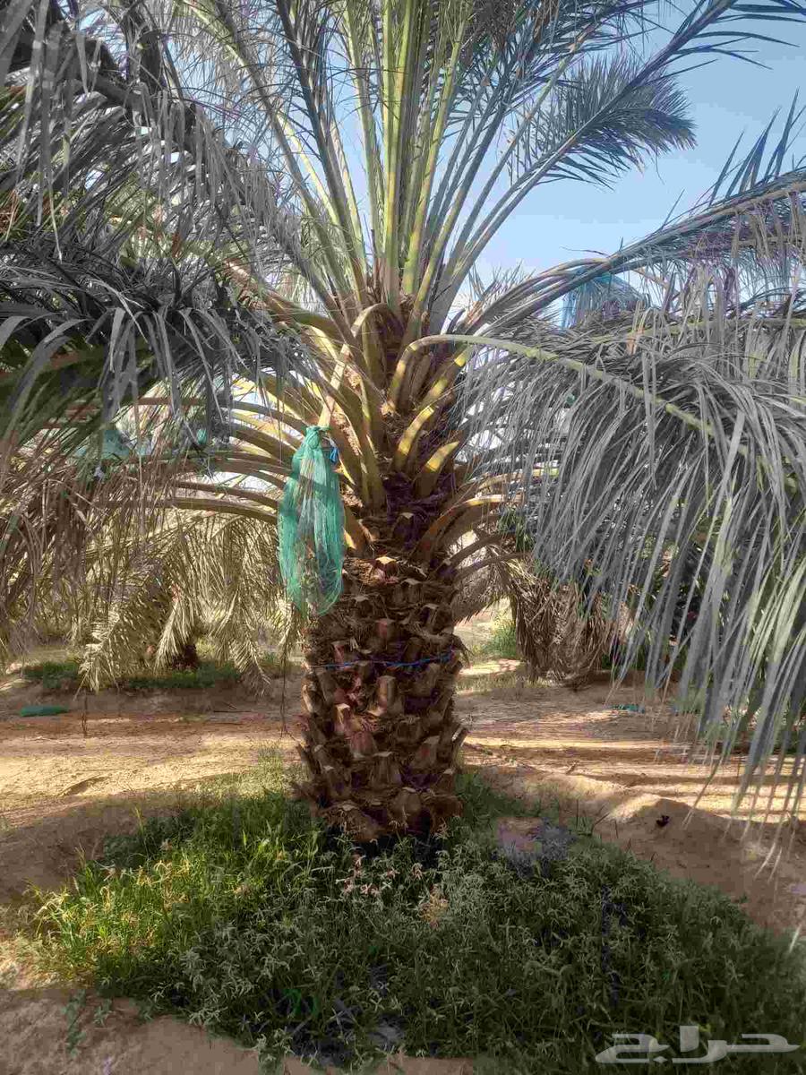 Jathayth for sale on request in Riyadh and surrounding areas64515905921793110