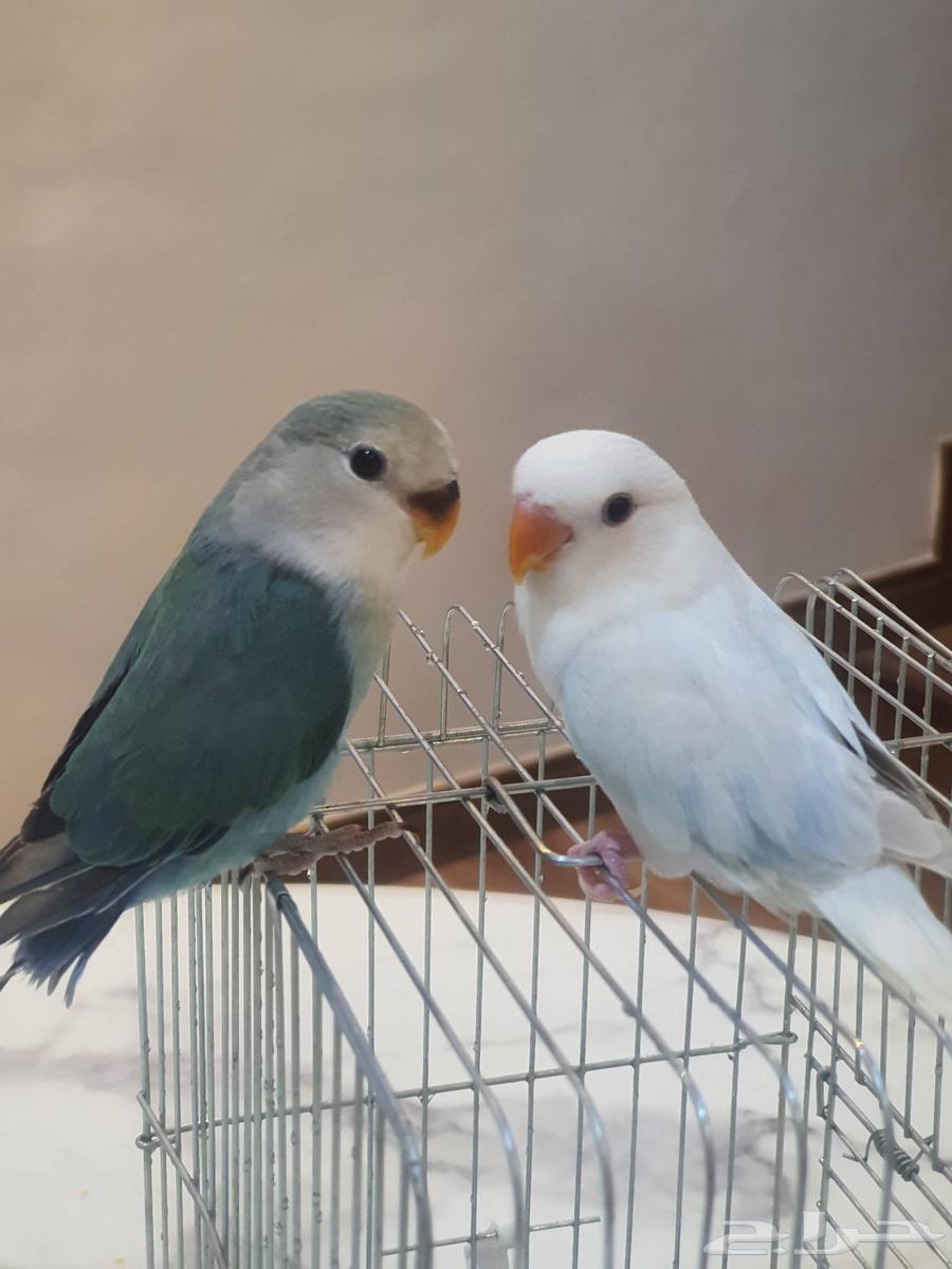 فروخ روز64515835847554110