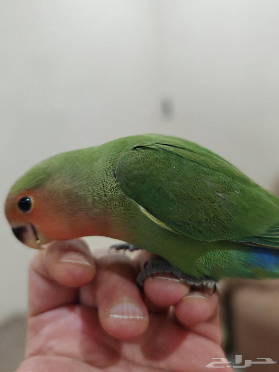 طير روز اليف وهدد مناسب للاطفال ( تم البيع )64516992511619112