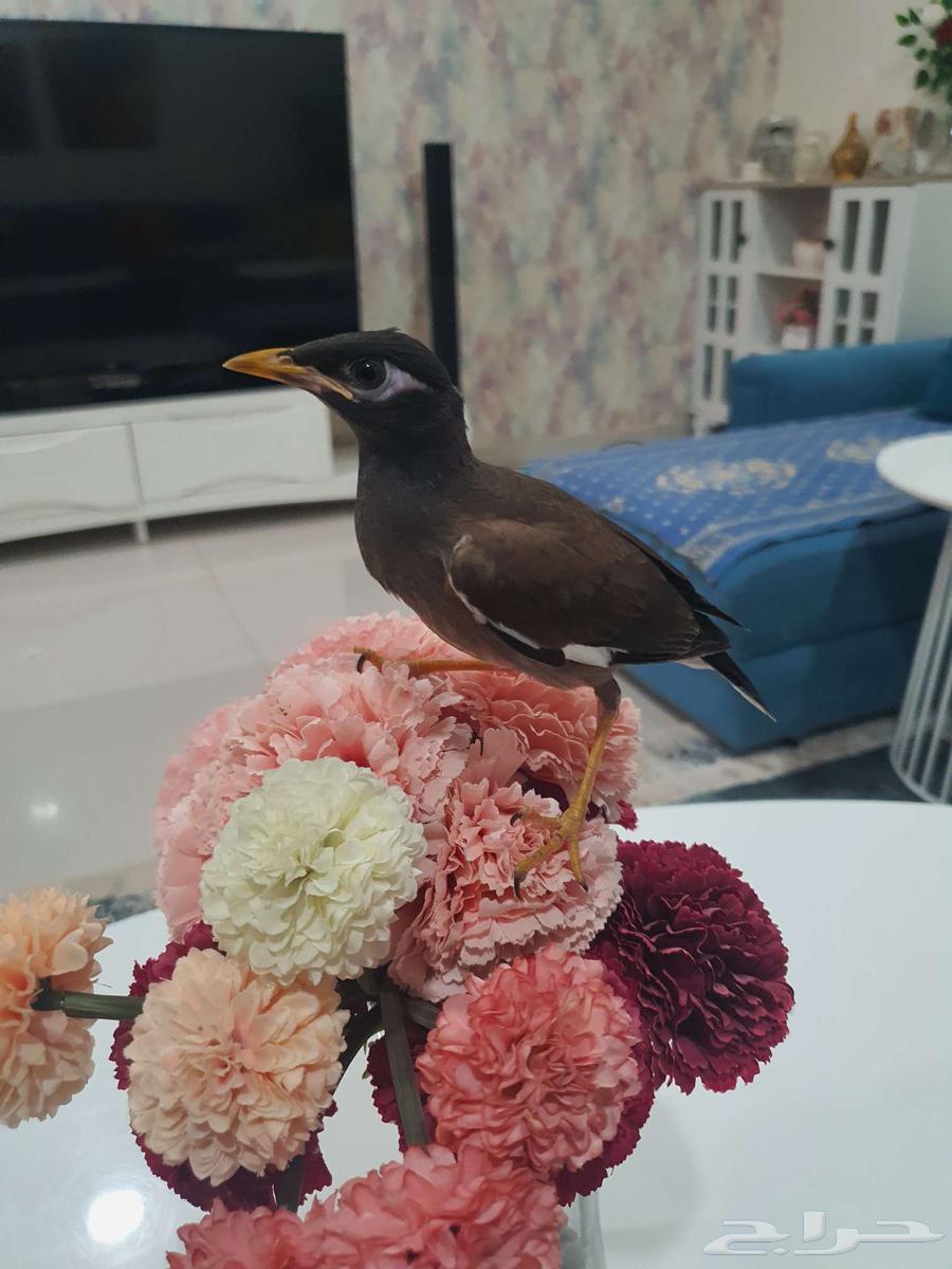 Mina (Jasmine) - Very Calm and Tame Inside and Outside the House64512511305347111