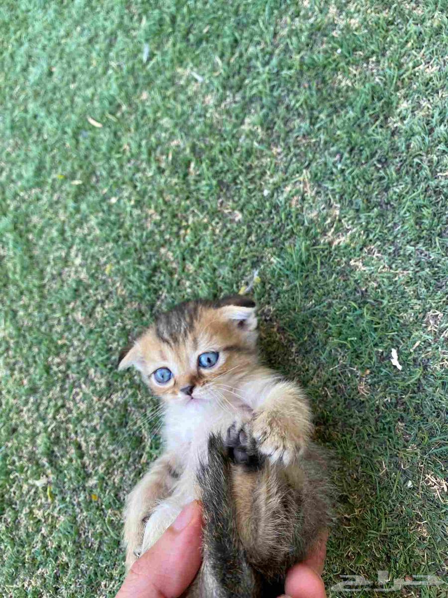 كيتن سكوتش فولد مطعمين مدربين للبيع ولايوجد تبني64515961708419113